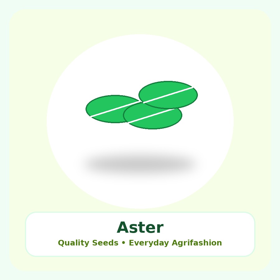 Aster Seeds 25 Seeds