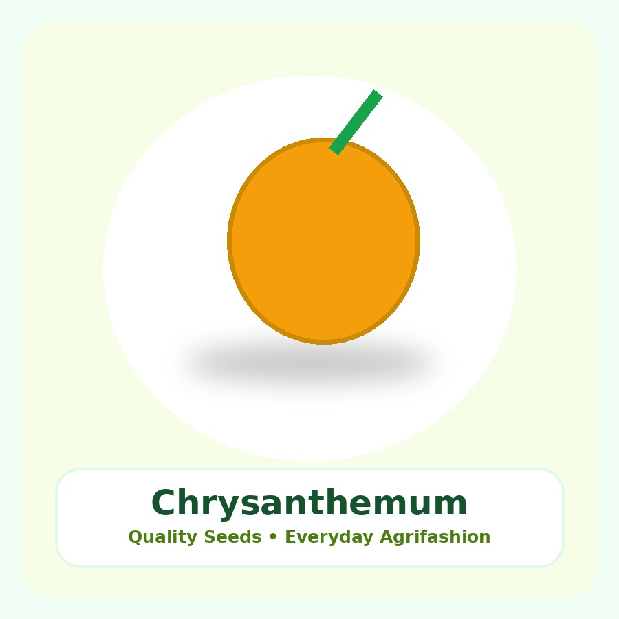 Chrysanthemum Seeds 50 Seeds