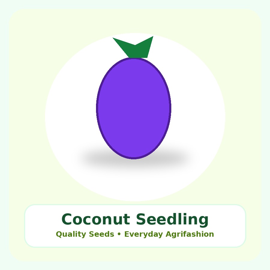 Coconut Seedling Seeds 10 Seeds