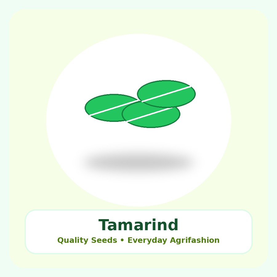 Tamarind Seeds 10 Seeds