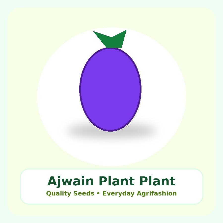 Ajwain Plant Premium Plant