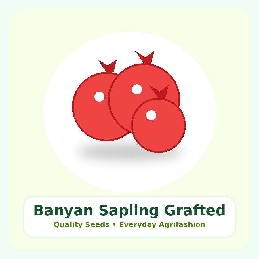 Banyan Sapling Grafted Plant