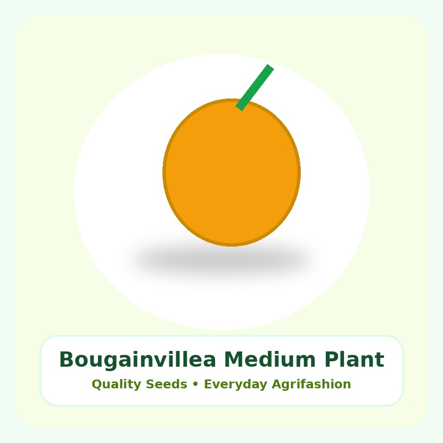 Bougainvillea Medium Plant