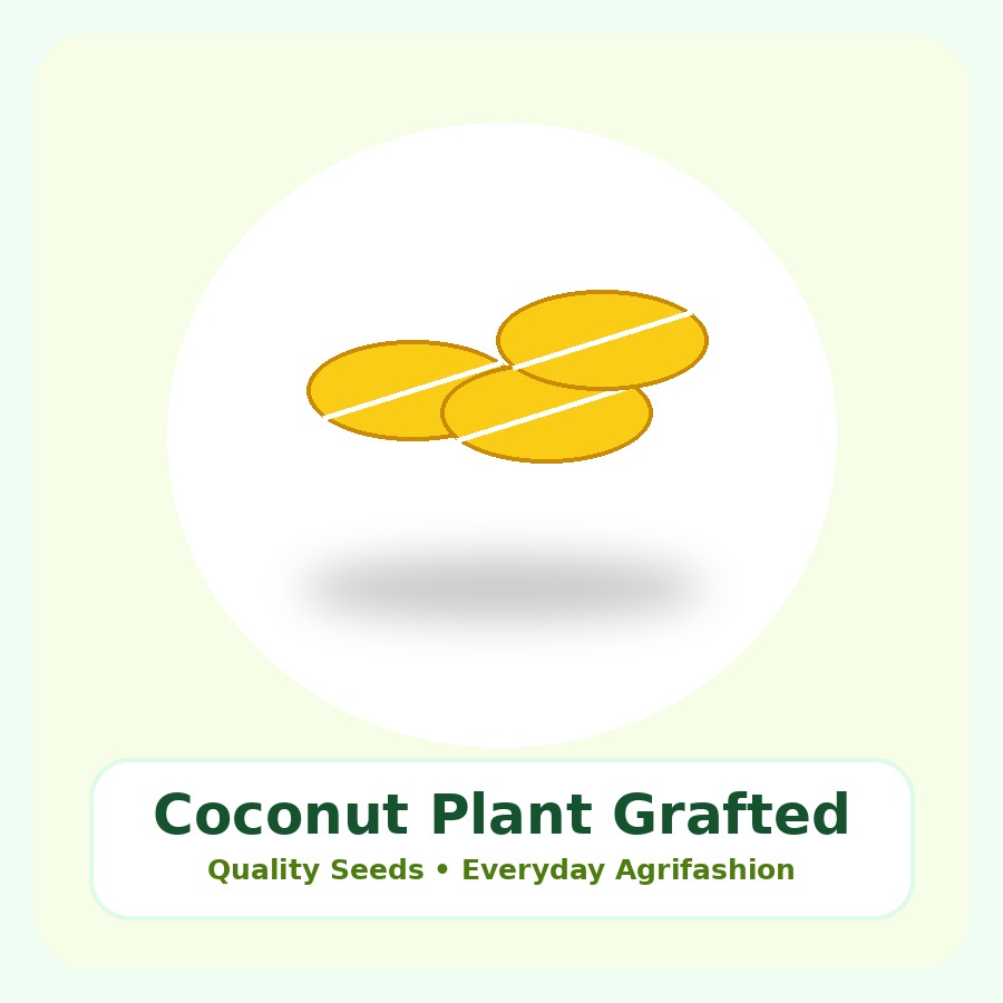 Coconut Plant Grafted Plant