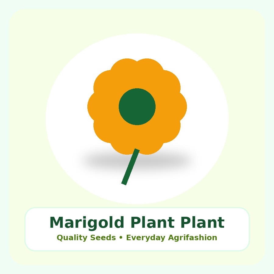 Marigold Plant Premium Plant