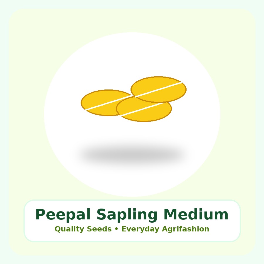 Peepal Sapling Medium Plant