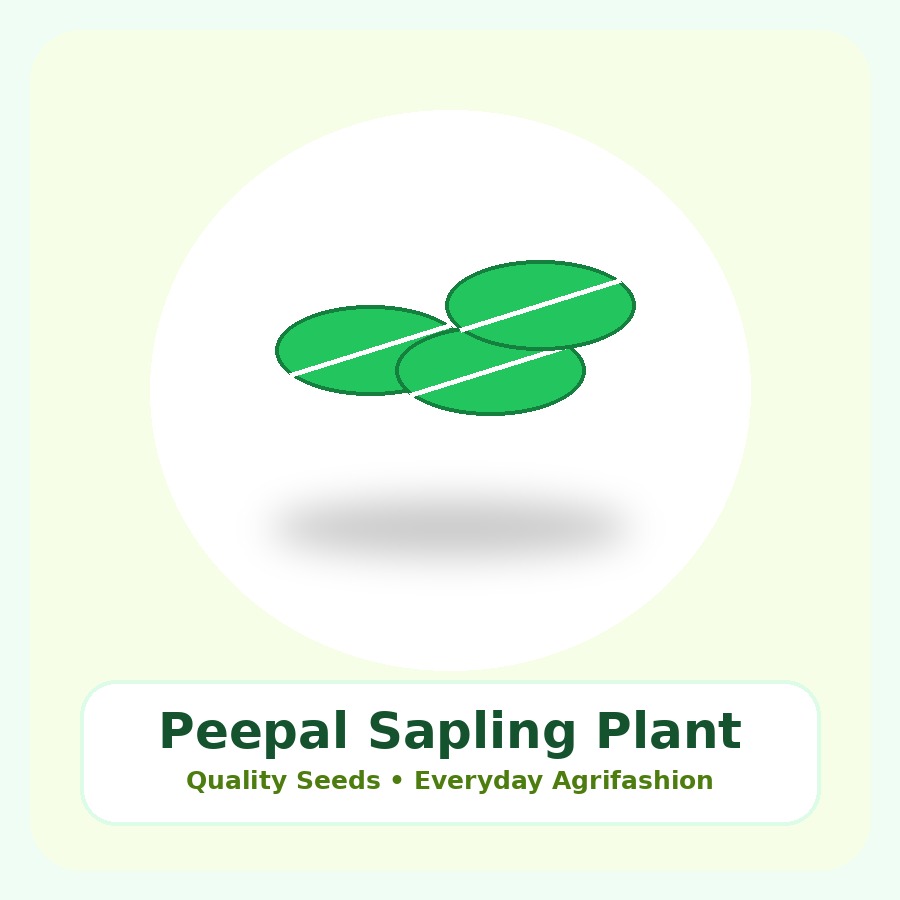 Peepal Sapling Premium Plant