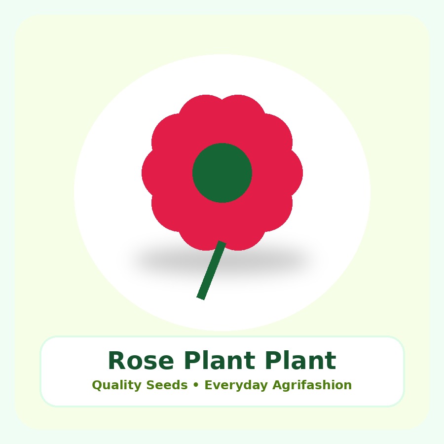Rose Plant Premium Plant