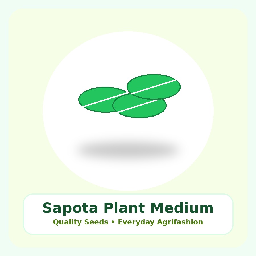 Sapota Plant Medium Plant