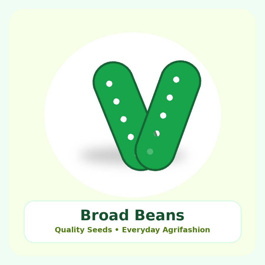 Broad Beans Seeds 500g